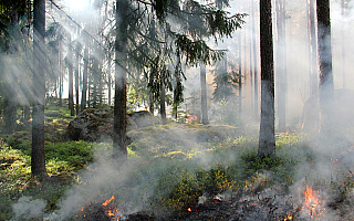 Upał i susza. W wielu lasach obowiązuje najwyższy stopień zagrożenia pożarowego